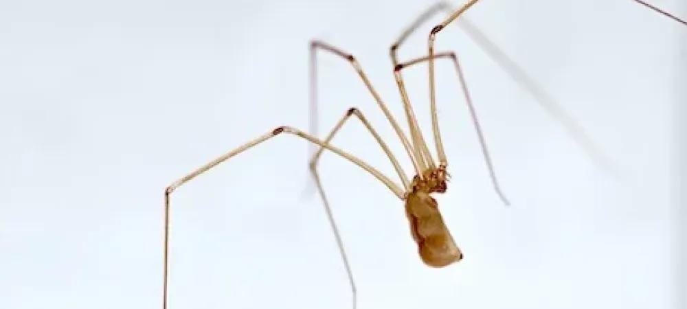 Common House Spiders identification photo 4