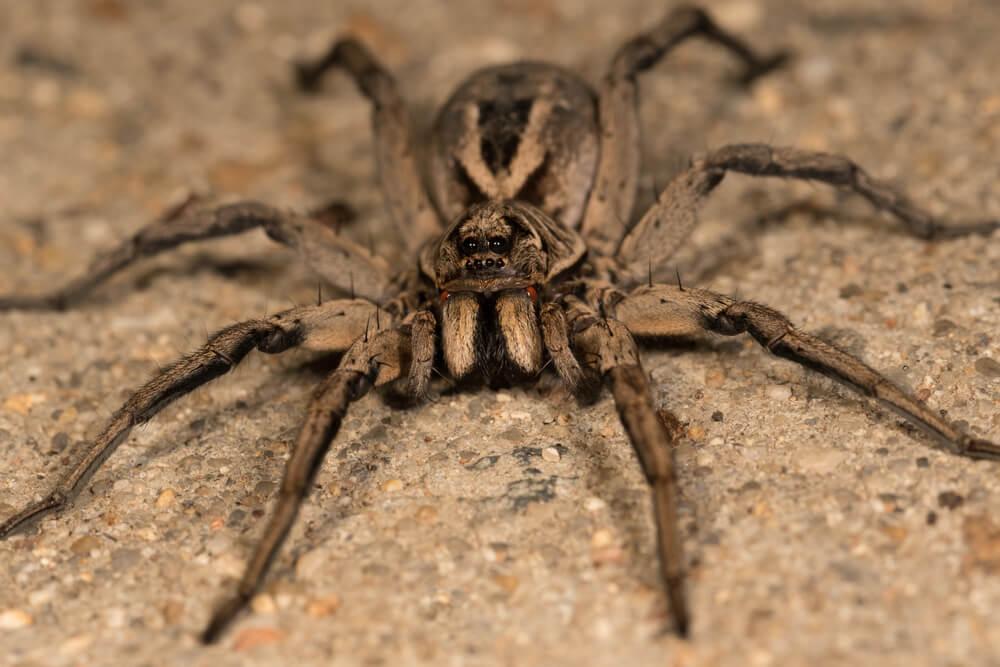 Common House Spiders identification photo 5