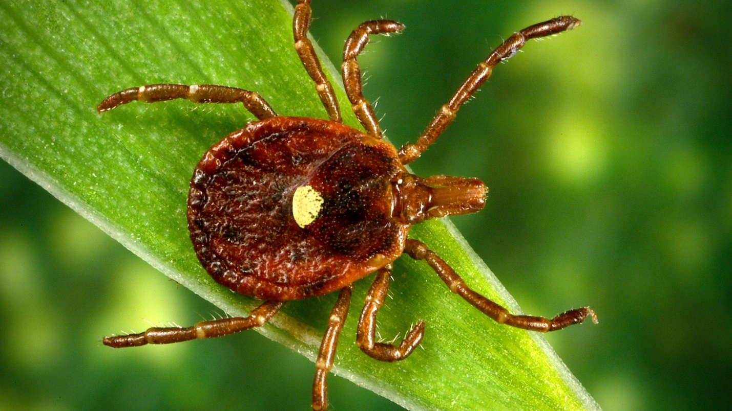 Ticks