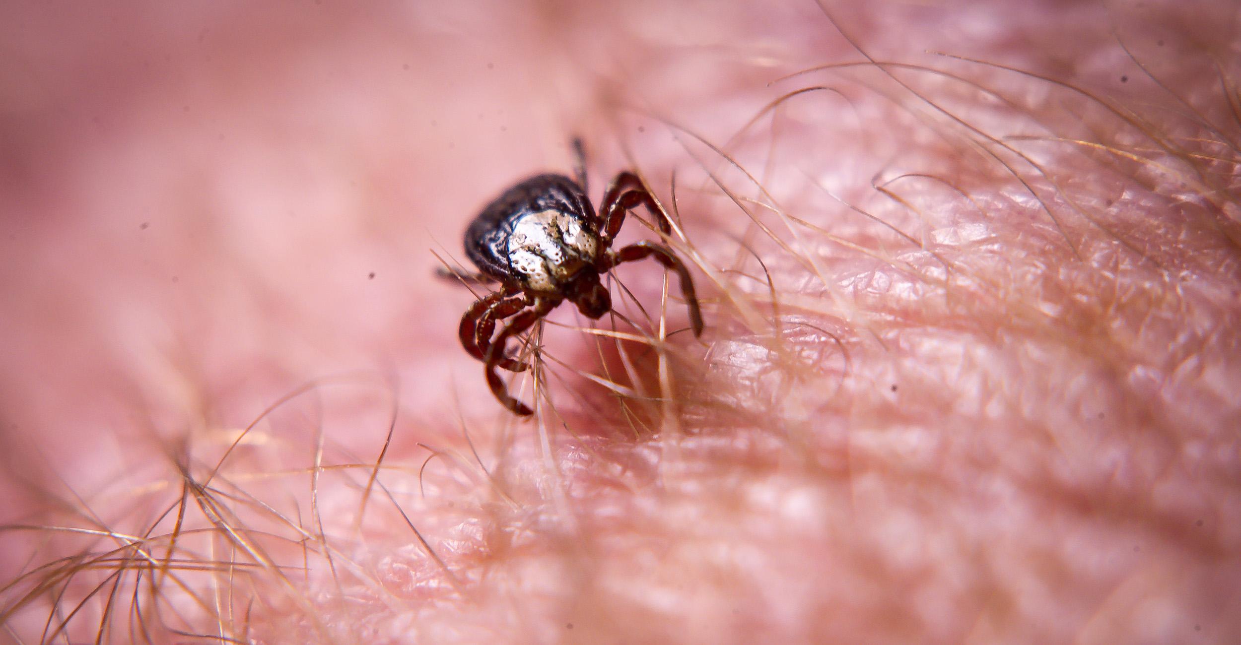 Ticks identification photo 3