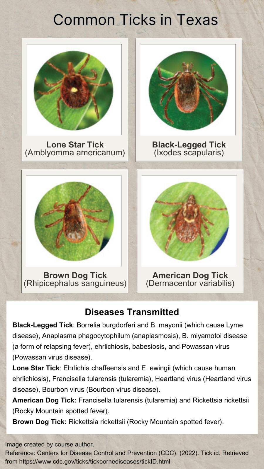 Ticks identification photo 4