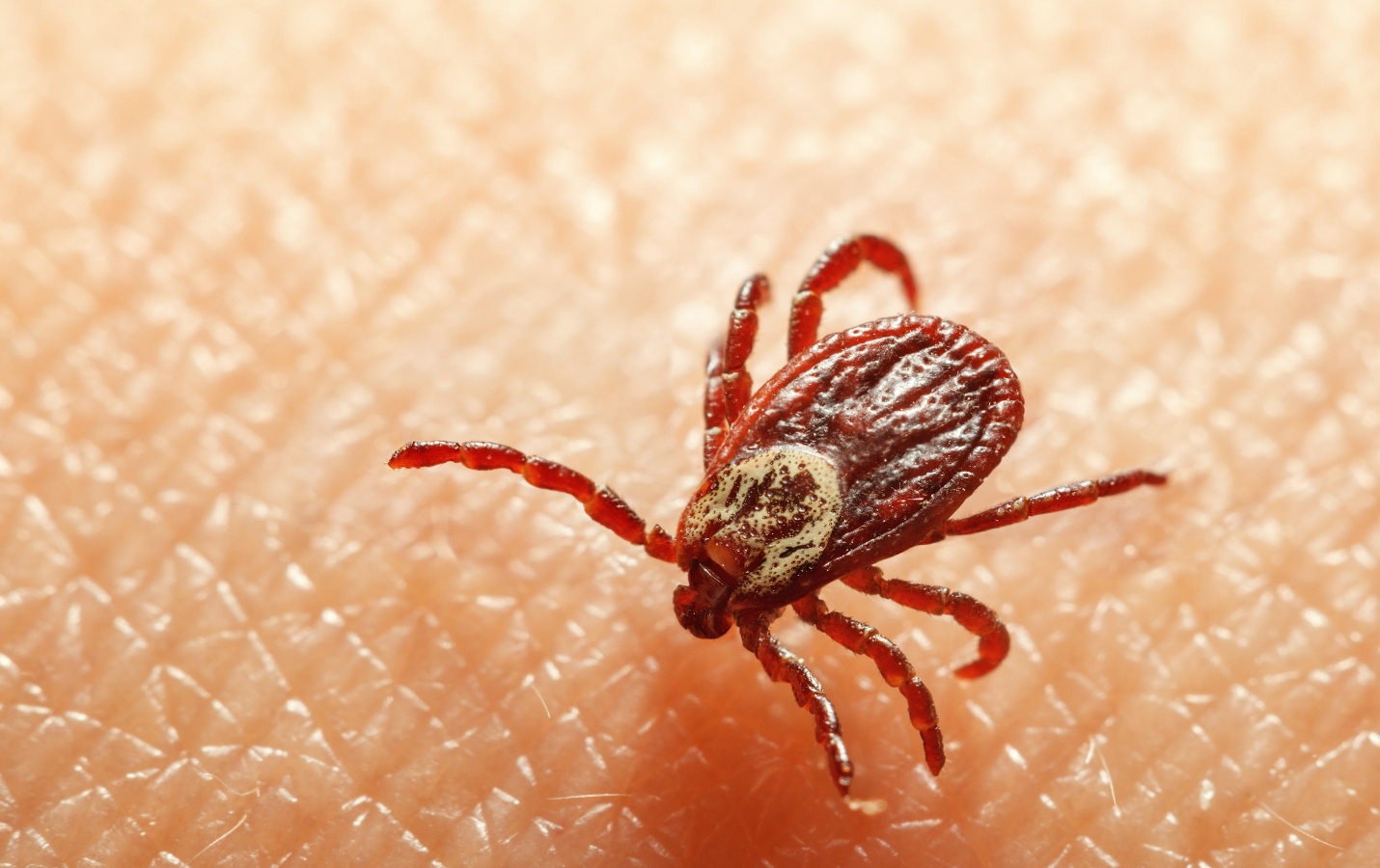 Ticks identification photo 5