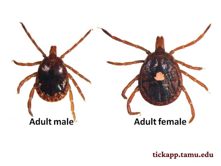 Ticks identification photo 7