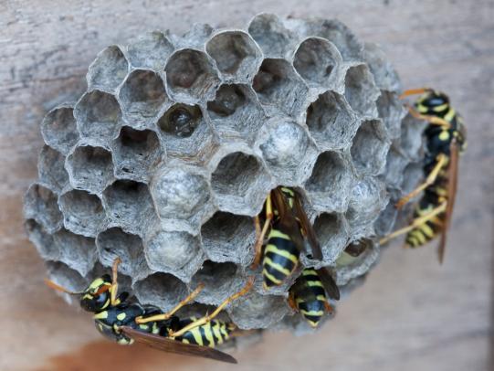 Wasps and Hornets