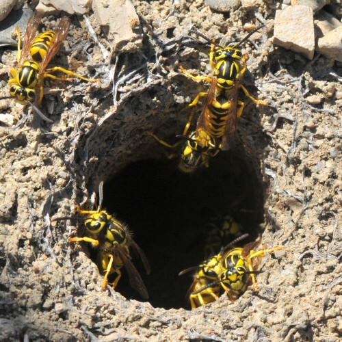 Wasps and Hornets identification photo 2