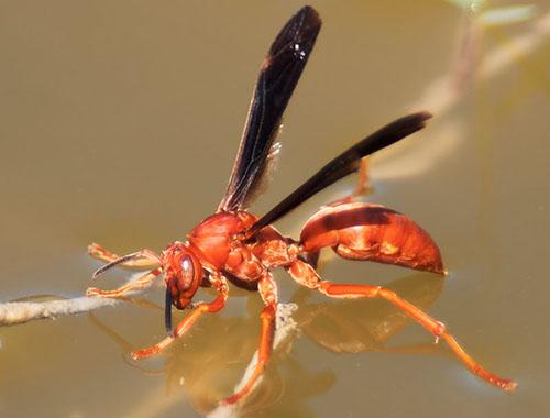 Wasps and Hornets identification photo 3