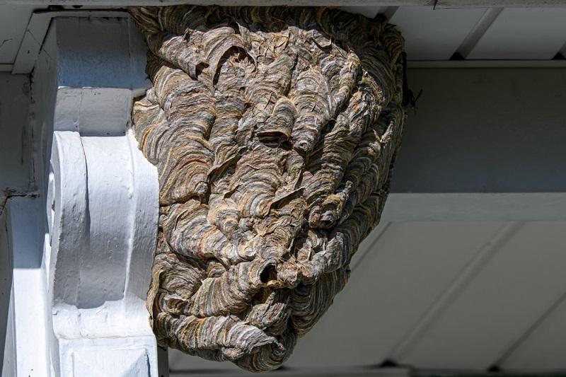 Wasps and Hornets identification photo 4