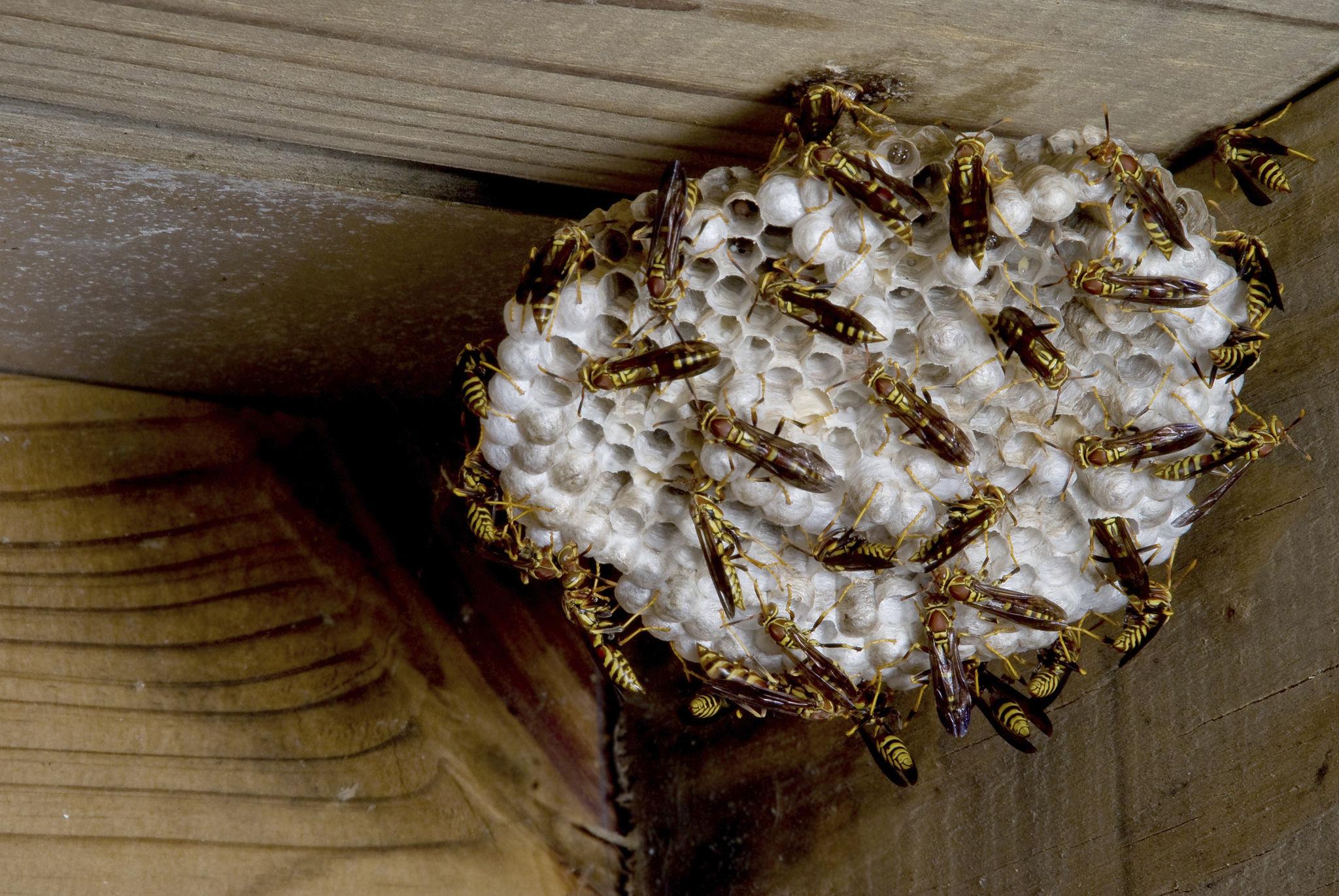 Wasps and Hornets identification photo 6