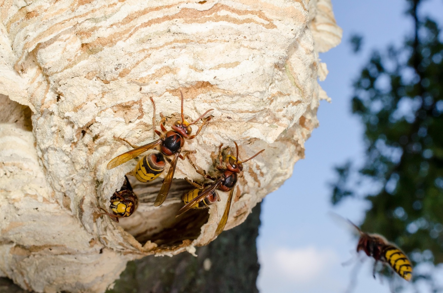 Wasps and Hornets identification photo 7