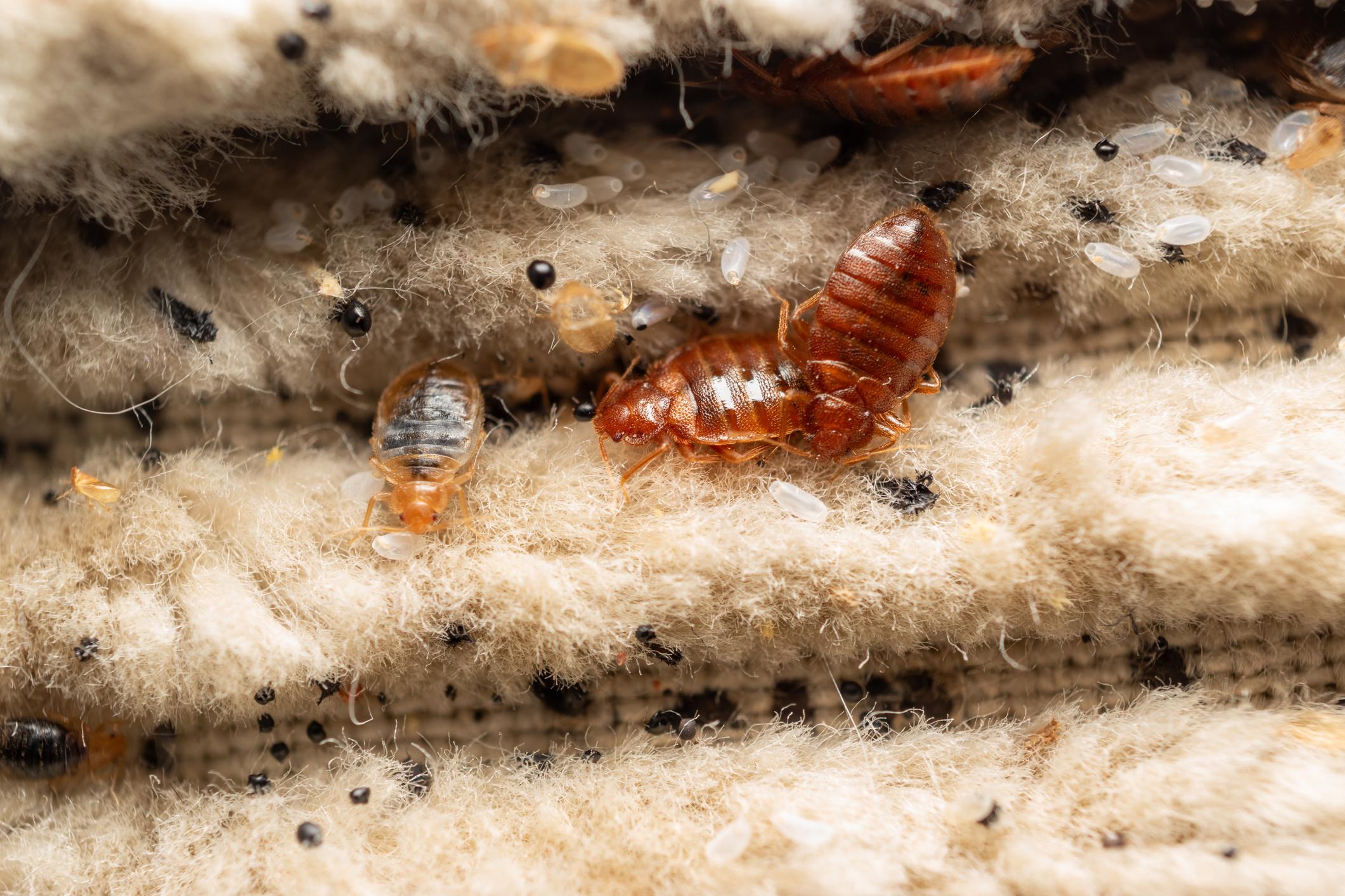 Bed Bug Treatment — Definity Pest Services in Dallas–Fort Worth Metroplex