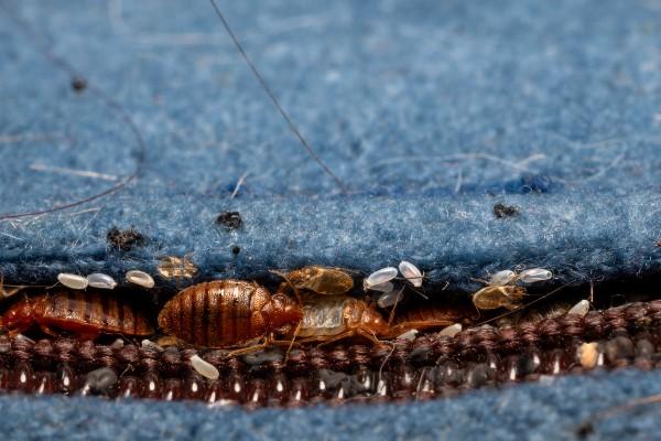 Bed Bug Treatment — Definity Pest Services in Dallas–Fort Worth Metroplex