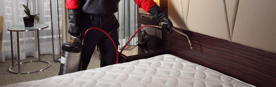 Bed Bug Treatment — Definity Pest Services in Dallas–Fort Worth Metroplex