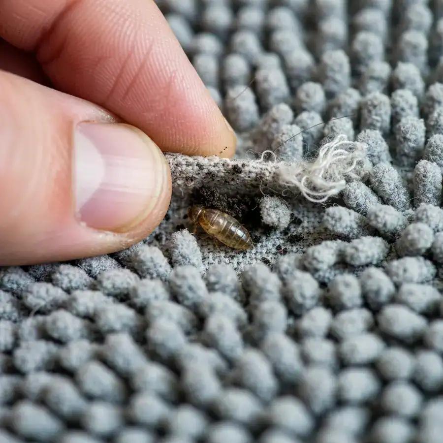 Flea & Tick Control — Definity Pest Services in Dallas–Fort Worth Metroplex