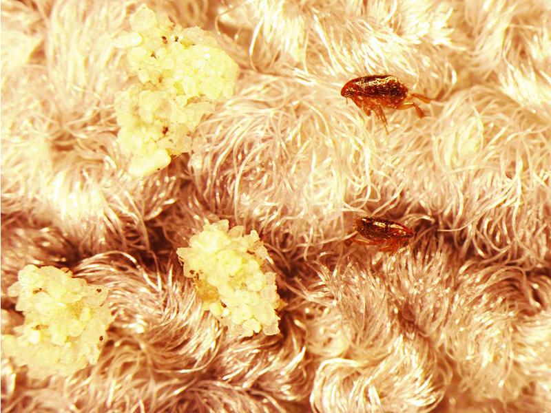 Flea & Tick Control — Definity Pest Services in Dallas–Fort Worth Metroplex