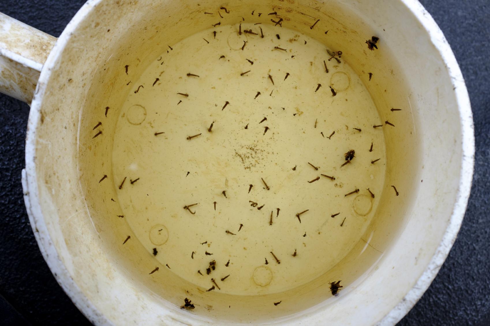 Mosquito Control — Definity Pest Services in Dallas–Fort Worth Metroplex