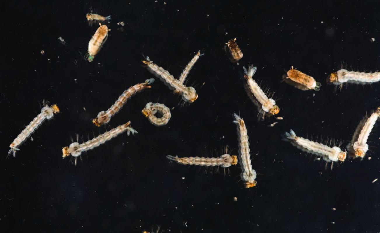 Mosquito Control — Definity Pest Services in Dallas–Fort Worth Metroplex