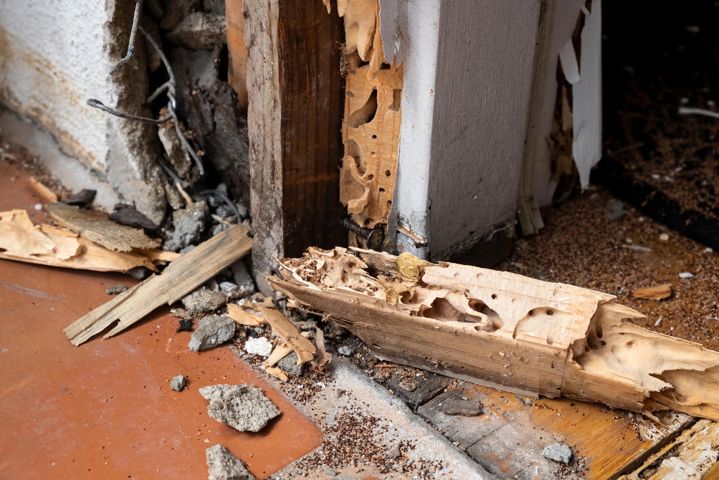 Termite Control & Treatment — Definity Pest Services in Dallas–Fort Worth Metroplex