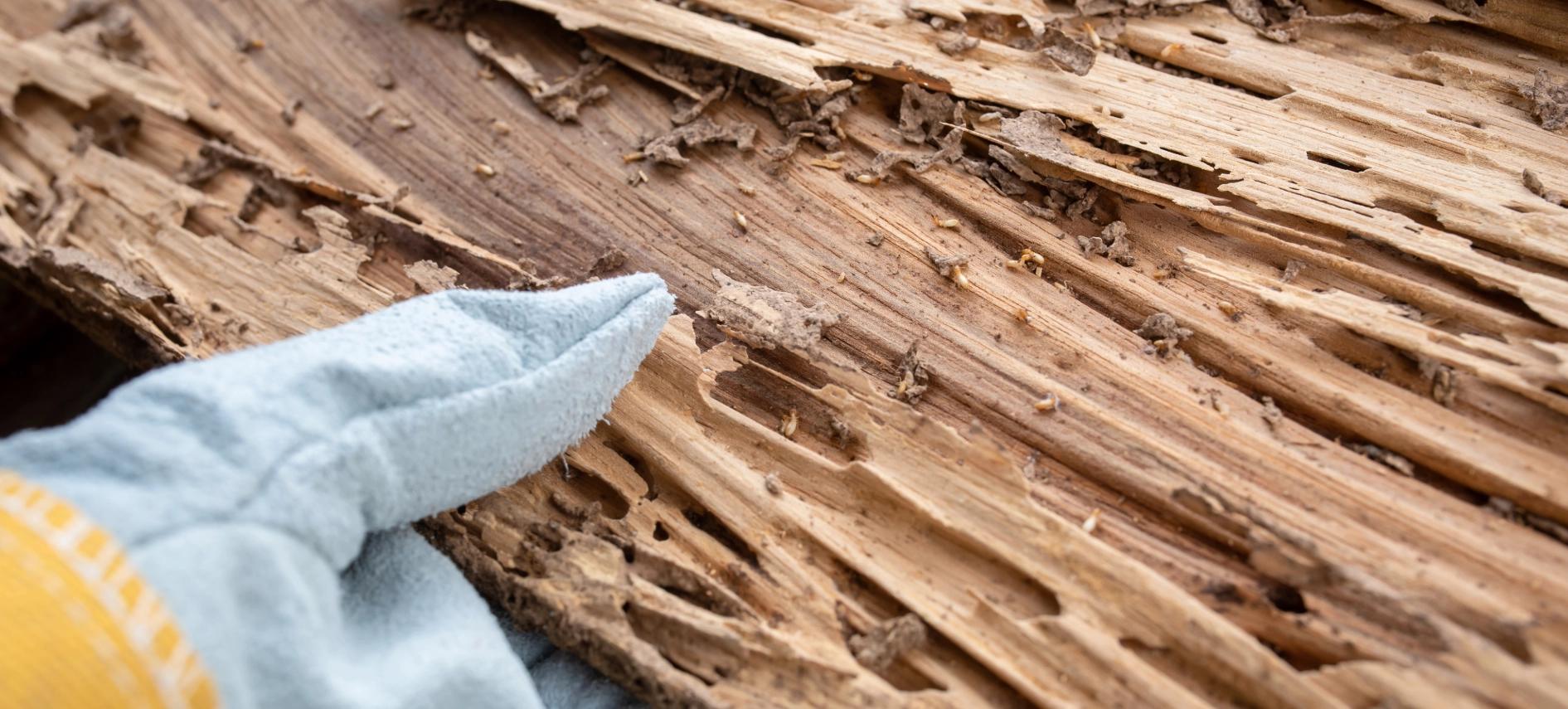 WDO / Termite Inspections — Definity Pest Services in Dallas–Fort Worth Metroplex