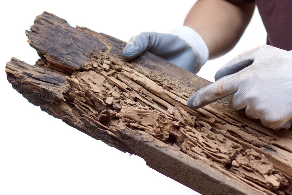 WDO / Termite Inspections — Definity Pest Services in Dallas–Fort Worth Metroplex