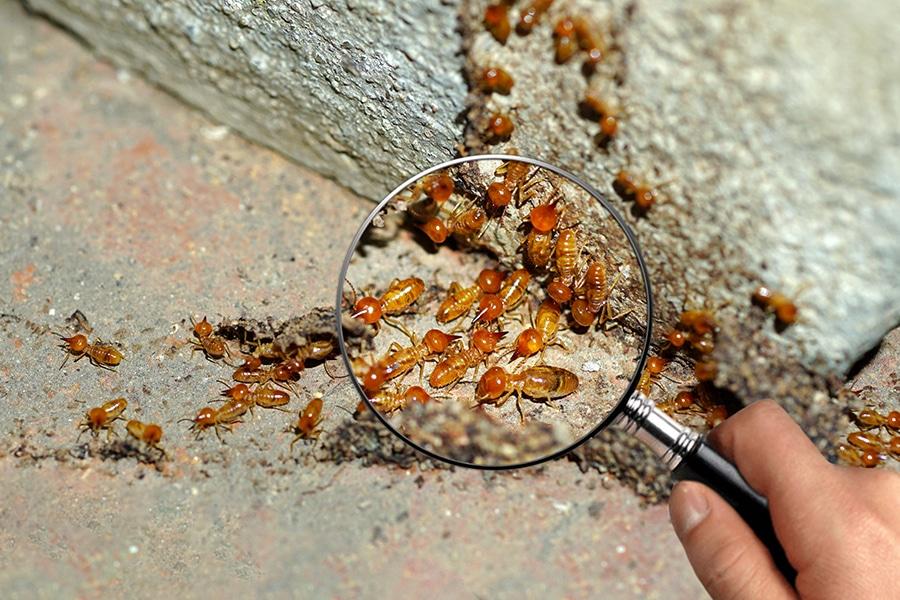 WDO / Termite Inspections — Definity Pest Services in Dallas–Fort Worth Metroplex