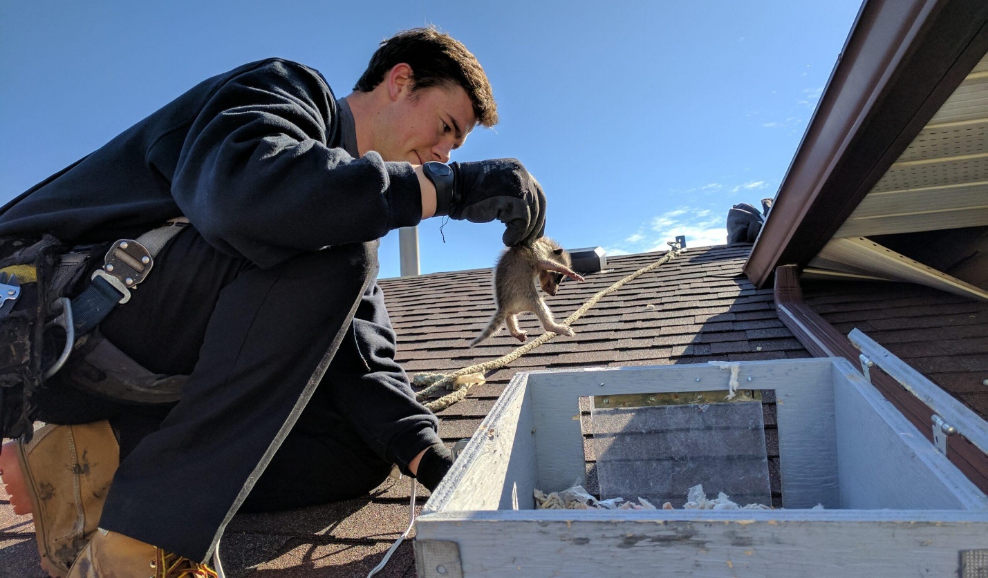 Wildlife Removal — Definity Pest Services in Dallas–Fort Worth Metroplex