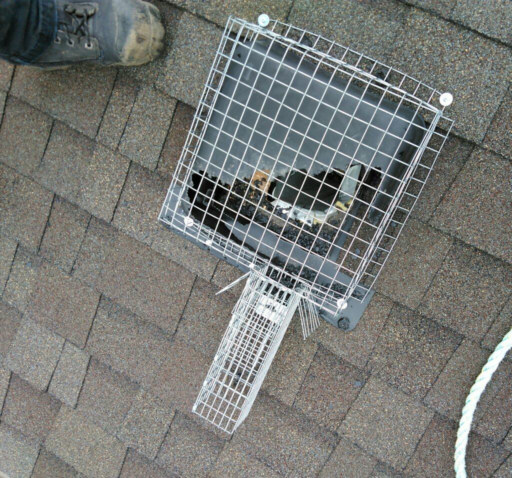 Wildlife Removal — Definity Pest Services in Dallas–Fort Worth Metroplex